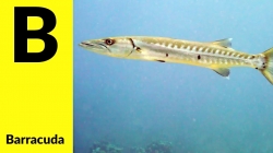 آموزش زبان انگلیسی - نام حیوانات